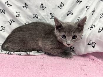 Domestic Short Hair Cats Available for Adoption in Bear, Delaware - Ash | PetCurious