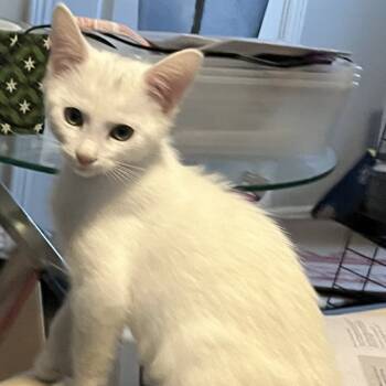 Rescue Domestic Short Hair Cats for Adoption in Prescott, Arizona - Dallas | PetCurious