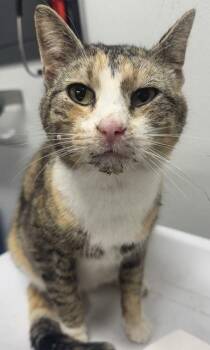 Domestic Short Hair Cats Available for Adoption in West Chester, Pennsylvania - Dinah | PetCurious