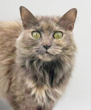 Bianca is a super model and super lover - VIDEO -  Maine Coon and Ragdoll Cat for Adoption in Bedford Hills, New York - Bianca Is A Super Model And Super Lover - VIDEO | PetCurious