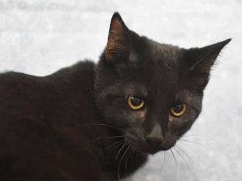 Jet -  Domestic Short Hair Cat for Adoption in Portland, Oregon - Jet | PetCurious