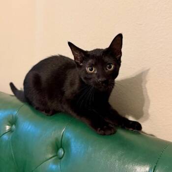 Sasha Noir -  Domestic Short Hair Cat for Adoption in Friendswood, Texas - Sasha Noir | PetCurious