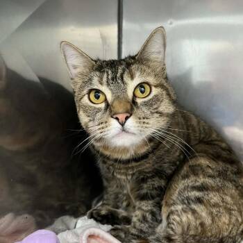 Domestic Short Hair Cats Available for Adoption - Bijou | PetCurious