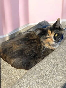 Rescue Domestic Long Hair Cats for Adoption in Champaign, Illinois - Dawn | PetCurious