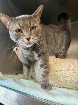 Rescue Domestic Short Hair Cats for Adoption in Bridgewater, New Jersey - Silvia | PetCurious