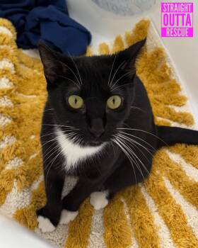 Rescue Domestic Short Hair Cats for Adoption in Vancouver, British Columbia - Sun | PetCurious