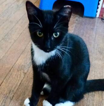 Rescue Domestic Short Hair Cats for Adoption in Gastonia, North Carolina - Gatsby | PetCurious