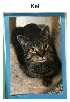 Kel -  Tiger Cat for Adoption in Richland Center, Wisconsin - Kel | PetCurious
