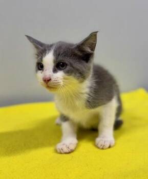 Carnelian at PetSmart in Athens, GA -  Domestic Short Hair Cat for Adoption in Watkinsville, Georgia - Carnelian At PetSmart In Athens, GA | PetCurious