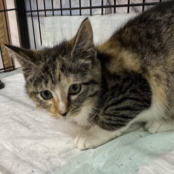 sunny -  Domestic Short Hair Cat for Adoption in Corbin, Kentucky - Sunny | PetCurious