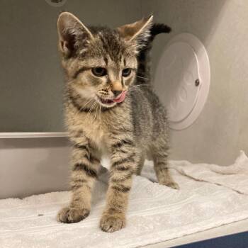 Keshot -  Domestic Short Hair Cat for Adoption in Dayton, Ohio - Keshot | PetCurious