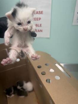 ANDY -  Domestic Short Hair Cat for Adoption in Dallas, Texas - ANDY | PetCurious