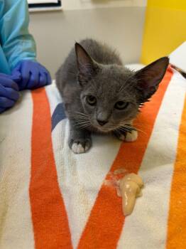 Ella -  Domestic Short Hair Cat for Adoption in Raleigh, North Carolina - Ella | PetCurious