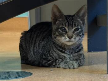 ROLO -  Domestic Short Hair Cat for Adoption in Martinez, California - ROLO | PetCurious