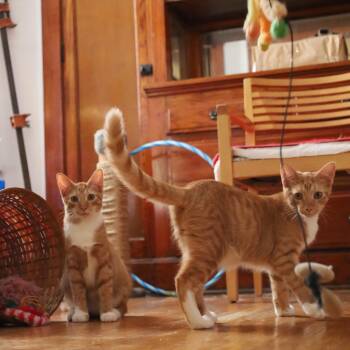 Taffy and Toby -  Domestic Short Hair Cat for Adoption in Chicago, Illinois - Taffy And Toby | PetCurious