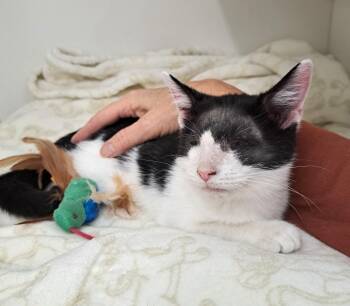 Rescue Domestic Short Hair Cats for Adoption in New Albany, Ohio - Wenkenbach | PetCurious