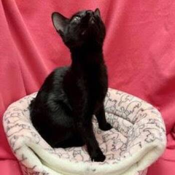 Jelly Belly -  Domestic Short Hair Cat for Adoption in Green Valley, Arizona - Jelly Belly | PetCurious