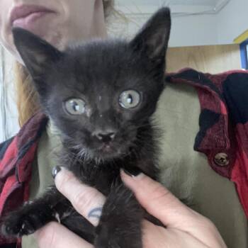 Pawn -  Domestic Short Hair Cat for Adoption in Eureka Springs, Arkansas - Pawn | PetCurious