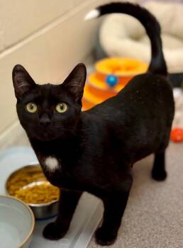 Domestic Short Hair Cats Available for Adoption in Sayreville, New Jersey - Tippy | PetCurious