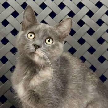 Lotus -  Domestic Short Hair Cat for Adoption in Midland, Texas - Lotus | PetCurious