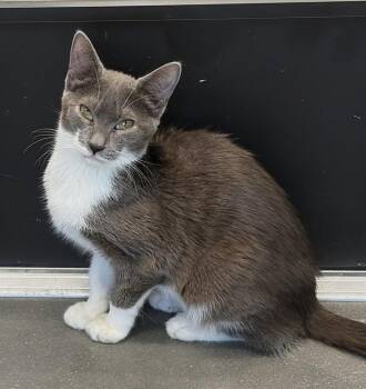 Valerie 5.13.26 -  Domestic Short Hair Cat for Adoption in Apopka, Florida - Valerie 5.13.26 | PetCurious