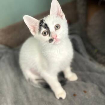 Potato Peeler -  Domestic Short Hair Cat for Adoption in South Elgin, Illinois - Potato Peeler | PetCurious