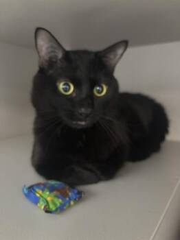 Domestic Short Hair Cats Available for Adoption in Kalamazoo, Michigan - BOYFRIEND | PetCurious