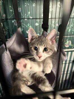 Flora 15692 -  Domestic Short Hair Cat for Adoption in St. Peters, Missouri - Flora 15692 | PetCurious