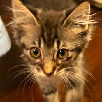 Rescue Domestic Medium Hair Cats for Adoption in Middleburg, Florida - Machiatto (Nala) 19742 | PetCurious