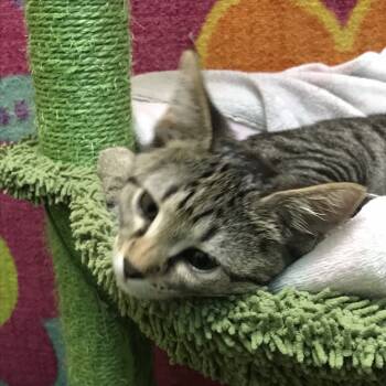 Rescue Domestic Short Hair Cats for Adoption in Springfield, Missouri - Queso | PetCurious