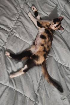 LILLIAN - Young Calico -  Calico Cat for Adoption in Hillsboro, Oregon - LILLIAN - Young Calico | PetCurious