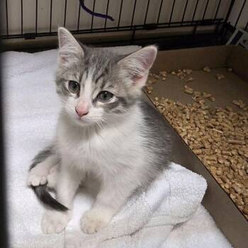 Eight -  Domestic Short Hair Cat for Adoption in Branson, Missouri - Eight | PetCurious