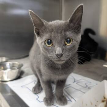 Pusheenicorn -  Domestic Short Hair Cat for Adoption in Indianapolis, Indiana - Pusheenicorn | PetCurious