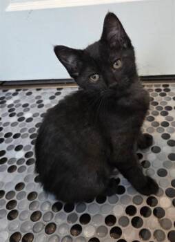 LITTLE RUNT -  Domestic Short Hair Cat for Adoption in Peoria, Illinois - LITTLE RUNT | PetCurious