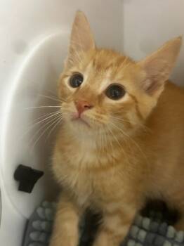 Wesley -  American Bobtail Cat for Adoption in Neosho, Missouri - Wesley | PetCurious