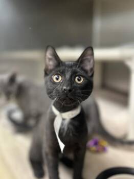 Chunky Monkey -  Domestic Short Hair Cat for Adoption in Munster, Indiana - Chunky Monkey | PetCurious