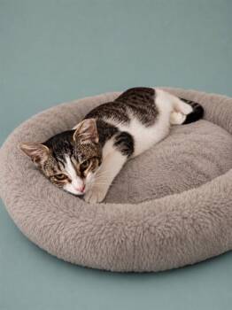 DOT -  Domestic Short Hair Cat for Adoption in Westminster, Maryland - DOT | PetCurious
