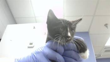 JASON FUNDERBERKER -  Domestic Short Hair Cat for Adoption in Omaha, Nebraska - JASON FUNDERBERKER | PetCurious
