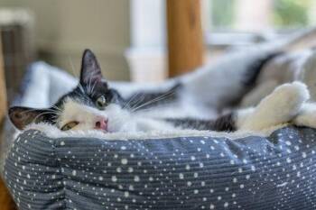 Domestic Short Hair Cats Available for Adoption in Hilton Head Island, South Carolina - Dottie | PetCurious