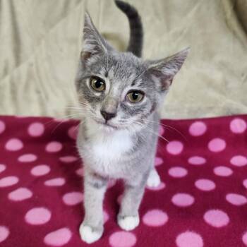 Rescue Tabby and Domestic Short Hair Cats for Adoption in Greensburg, Pennsylvania - Violet | PetCurious