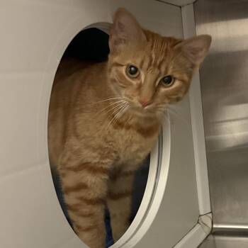 Sloane -  Domestic Short Hair Cat for Adoption in Council Bluffs, Iowa - Sloane | PetCurious