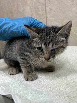 Band 6 -  Domestic Short Hair Cat for Adoption in Honolulu, Hawaii - Band 6 | PetCurious