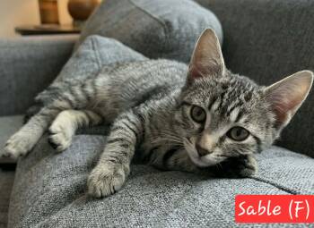 Sable -  Domestic Short Hair Cat for Adoption in Ephrata, Washington - Sable | PetCurious