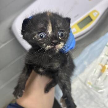 Everleigh -  Domestic Short Hair Cat for Adoption in Summerville, South Carolina - Everleigh | PetCurious