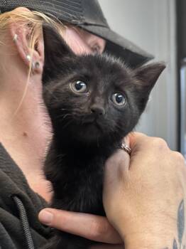 Crow -  Domestic Short Hair Cat for Adoption in Dyersburg, Tennessee - Crow | PetCurious