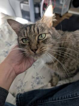Sol -  Domestic Short Hair Cat for Adoption in Herndon, Virginia - Sol | PetCurious