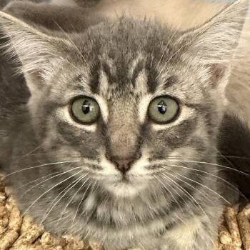 Patricia -  Domestic Short Hair Cat for Adoption in Oakland, California - Patricia | PetCurious