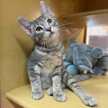 Chupacabra -  Domestic Short Hair Cat for Adoption in Martinsville, Indiana - Chupacabra | PetCurious