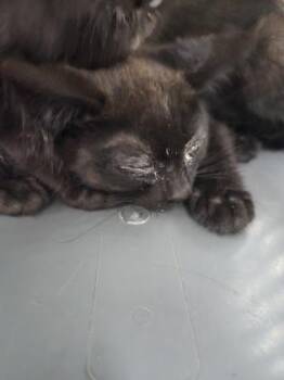 Westly -  Domestic Short Hair Cat for Adoption in Westland, Michigan - Westly | PetCurious