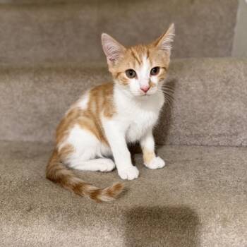 Ginger CM 5/26 -  Domestic Short Hair Cat for Adoption - Ginger CM 5/26 | PetCurious